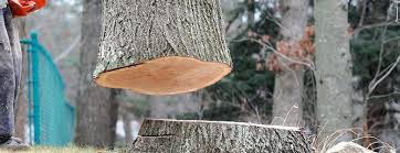Best Tree Trimming and Pruning  in Bloomsburg, PA
